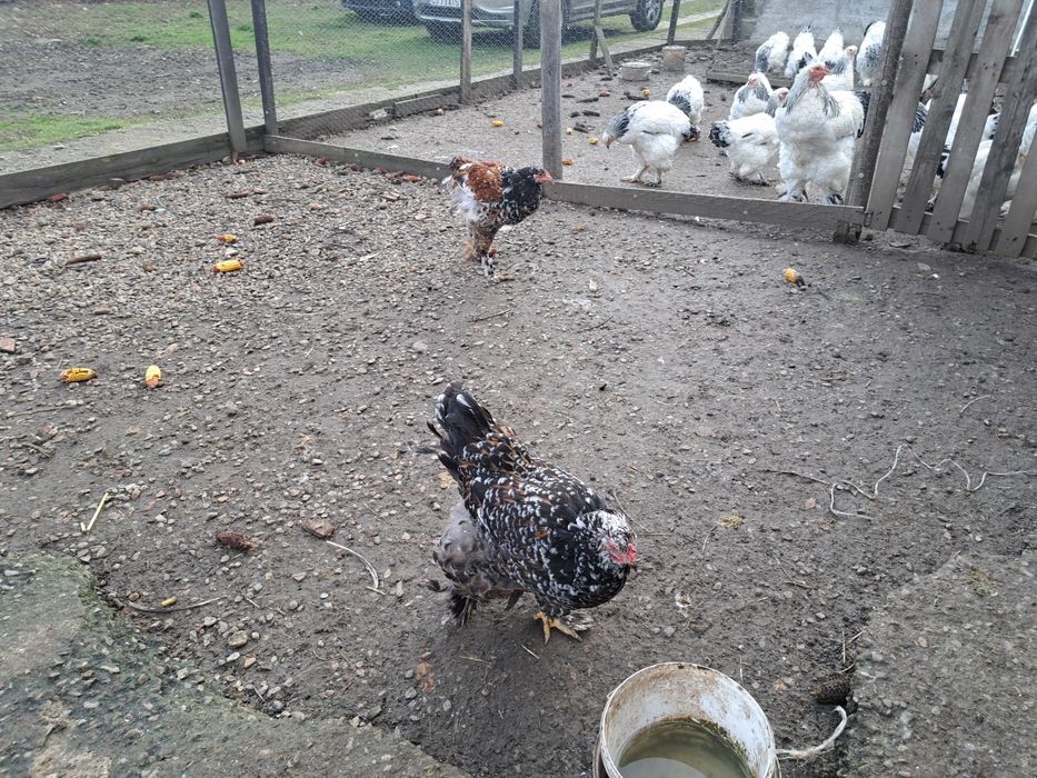 Vand oua incubat brahma portelan