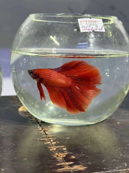 Аквариумистика в ЗООМИРЕ