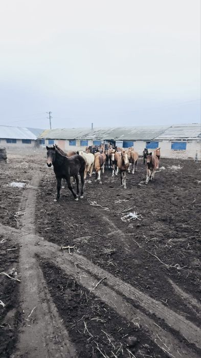 Продам лошадей 50 голов