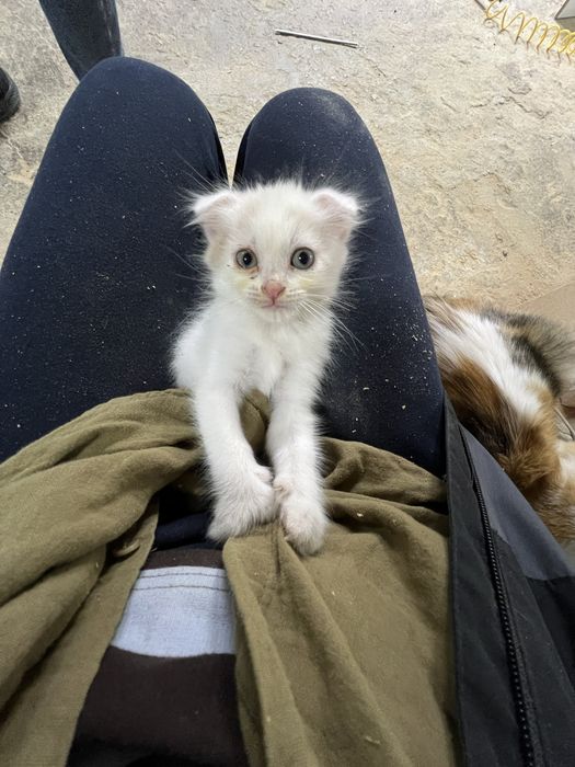 Котенок девочка 1,5 месяца