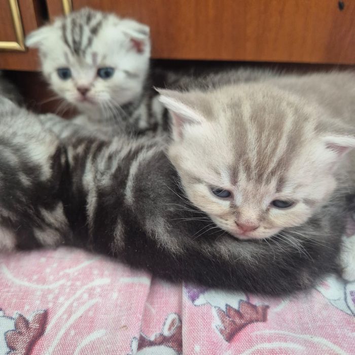 Котята шотландские