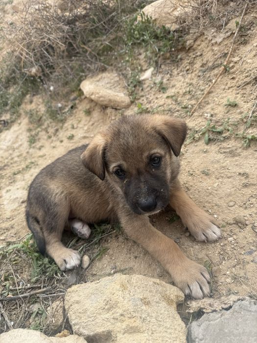 Щенята в Актау добрые руки только