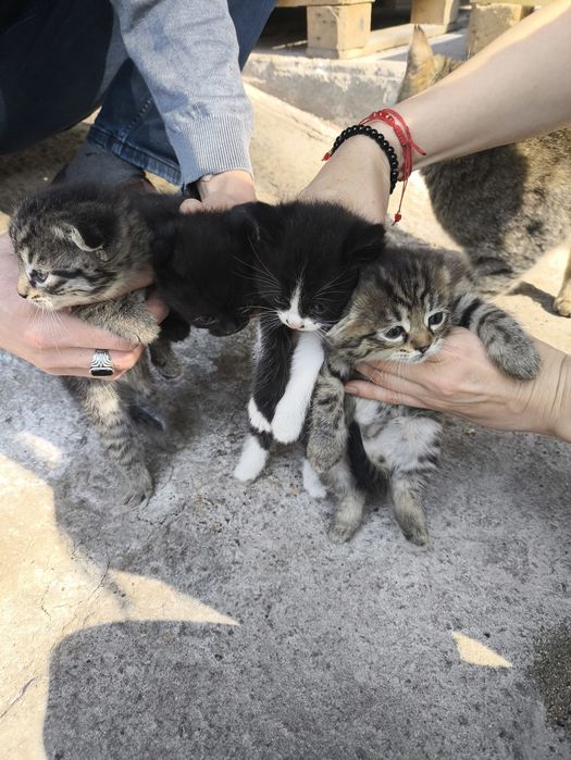 Отдам котят, бесплатно.