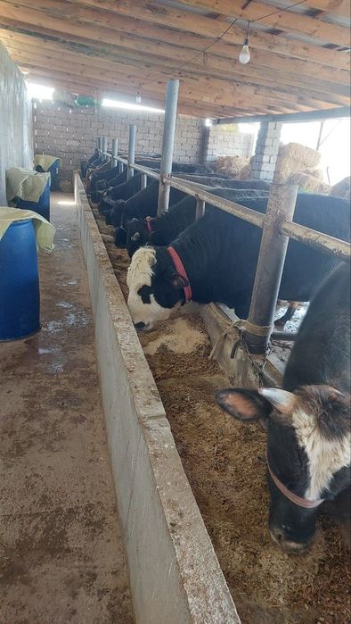 Букалар сотилади. Buqalar sotiladi. Тиш бузвоти