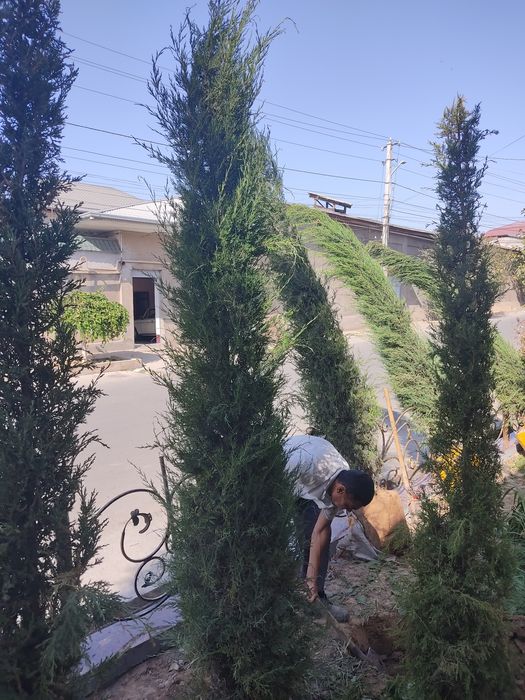 DAraxt archa uzum kesish