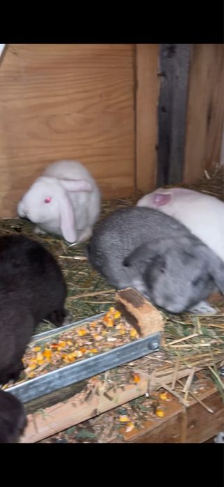 Berbec german pitic si cap de leu