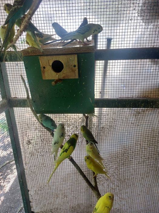 Papagali Peruși de vânzare