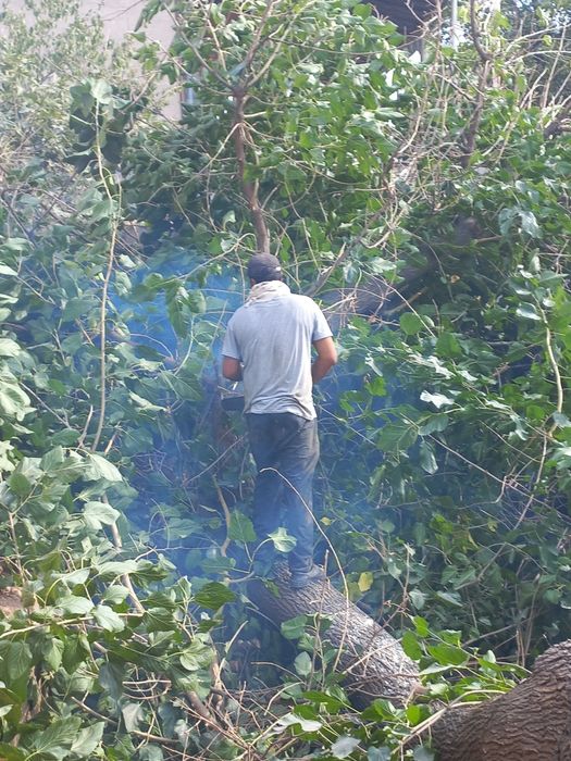 daraxt kesish xizmati