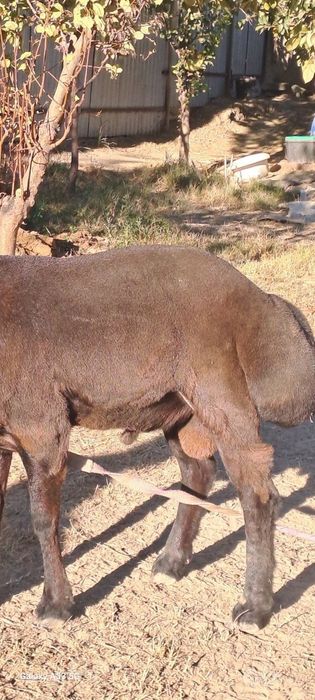 Kelishtirib beriladi narxi xamyon bob