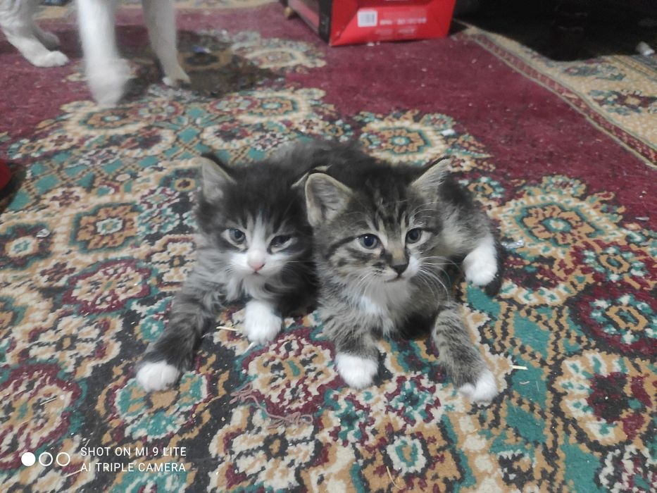 Котята бесплатно