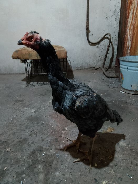 Дакан пепел мекен