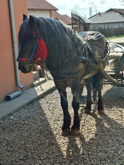 Vând sau schimb armăsar