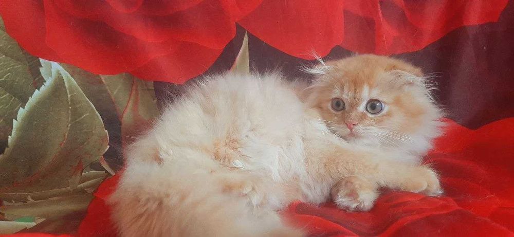 Роскошный Золотой шиншила скоттиш фолд