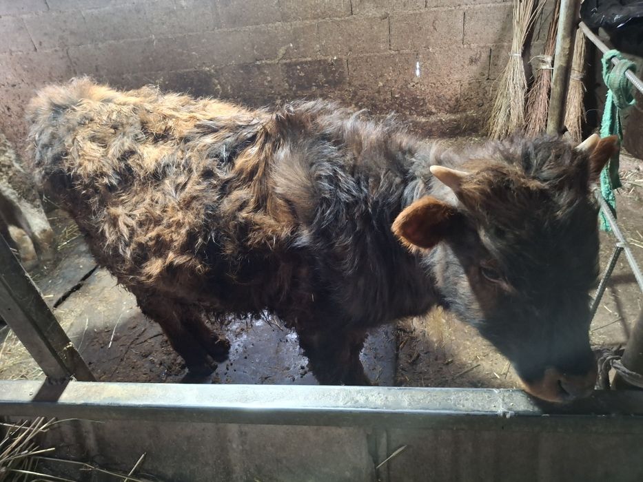 Бичок хороший не капризный