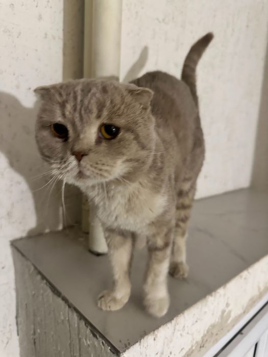 Кот СкотишФолд 10 мес.