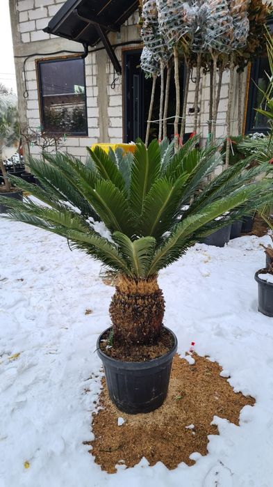 Leylandy palmier cycas