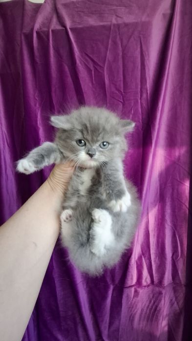 Котенок шотландская голубая
