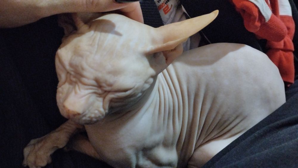 Канадский сфинкс