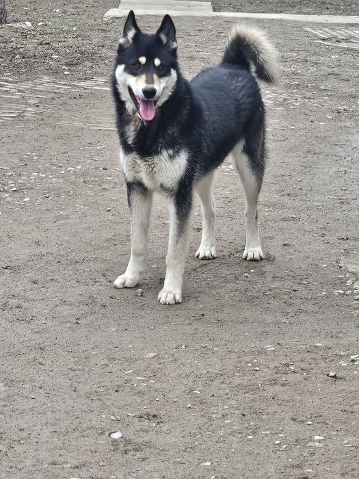 Продаётся лайка ...