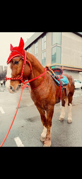 Лошадь породой абакан