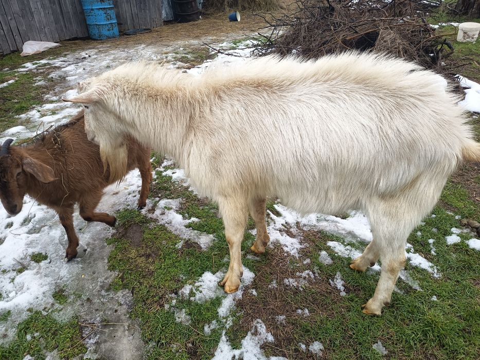 Vând țap rasa Saanen