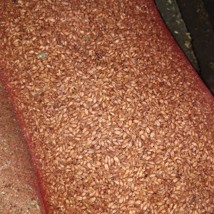 Tegrmon mokri bugdoy sifatli zorr