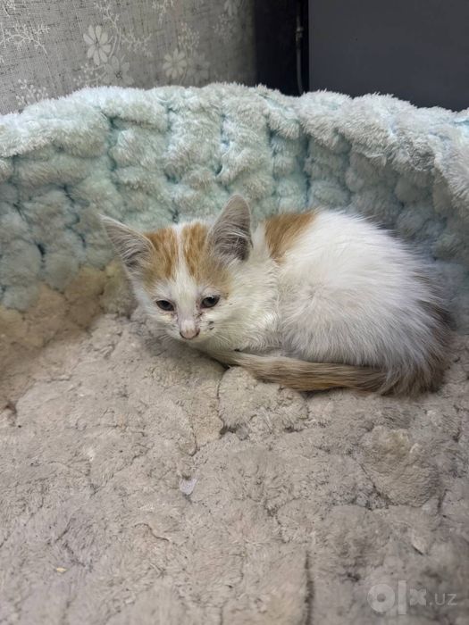 Ищем Семьи Котятма