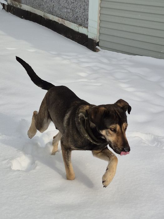 Собака Метис Овчарка