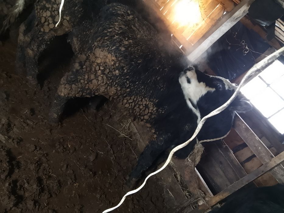 Продам 3 бычков на дорощивание