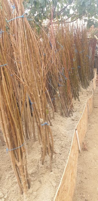 Butasi vita de vie si pomi fructiferi