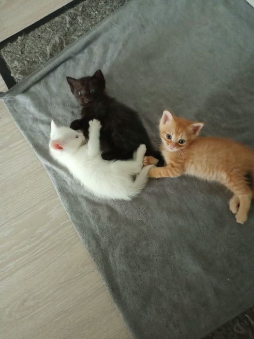 Котята, котики в добрые руки