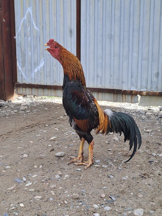 Бойцовский дакан