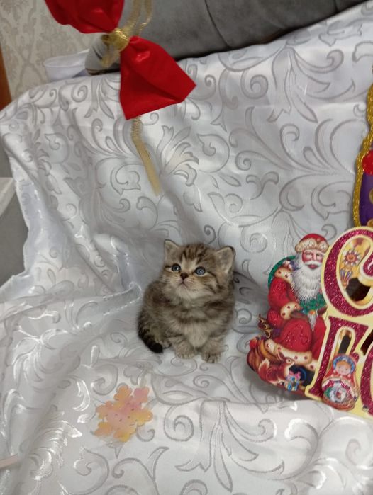 Продаю котят очень милые