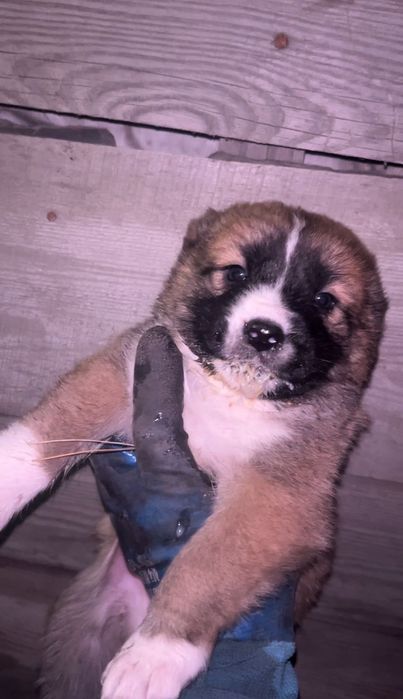 оканчательно 40 тысяч