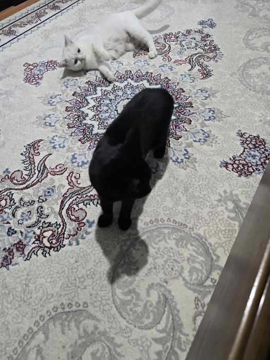 Turk angora mushuklari 2 oylik sotiladi