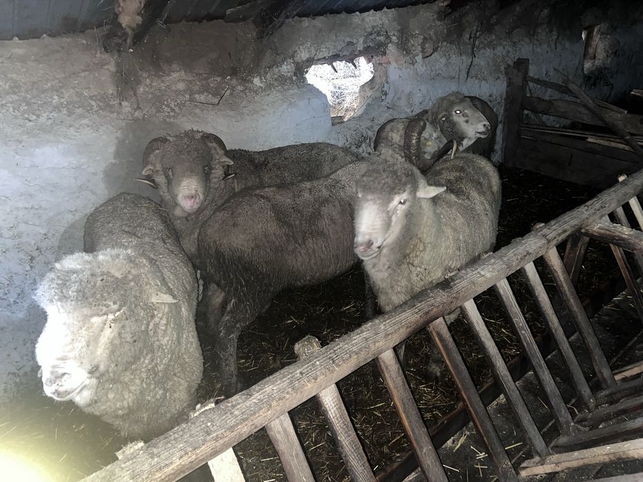 Vand berbeci merinos