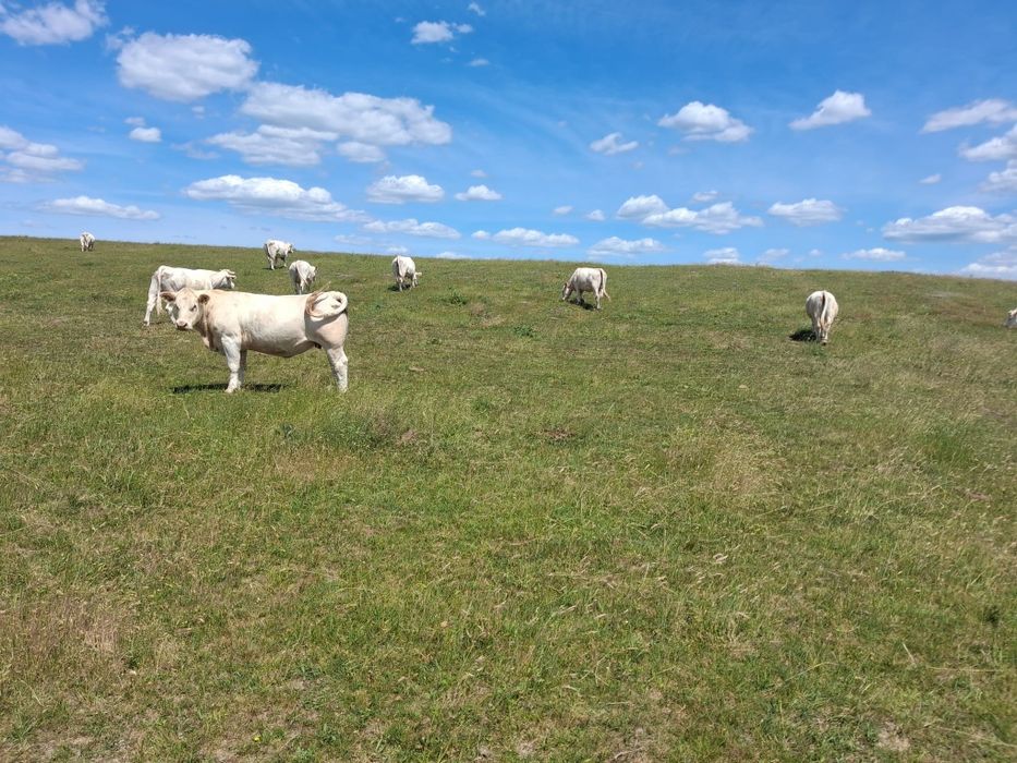 Vaci Charolais de vanzare