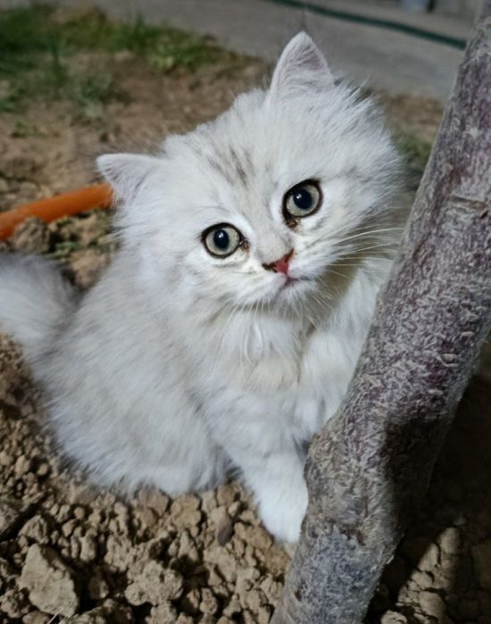 Skottish fold va strayt haylend 3 dona qoldi mushukchalar