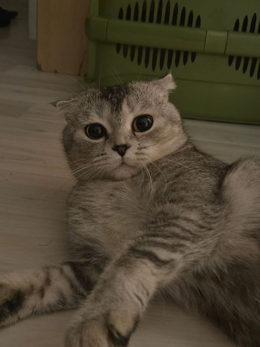 Шотландская вислоухая
