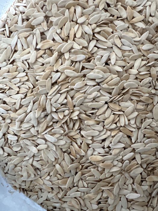 Продам семена в наличии