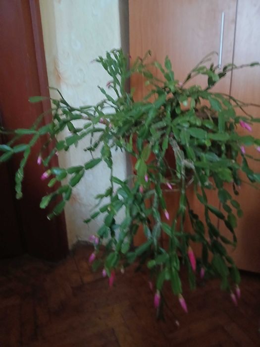 Продавам коледниче