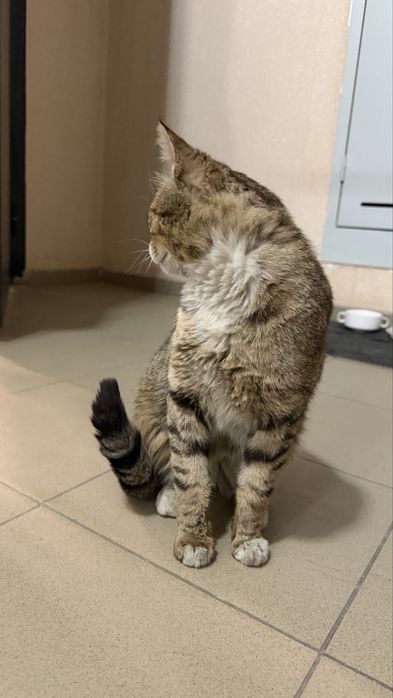 Очень доброму коту ищем дом