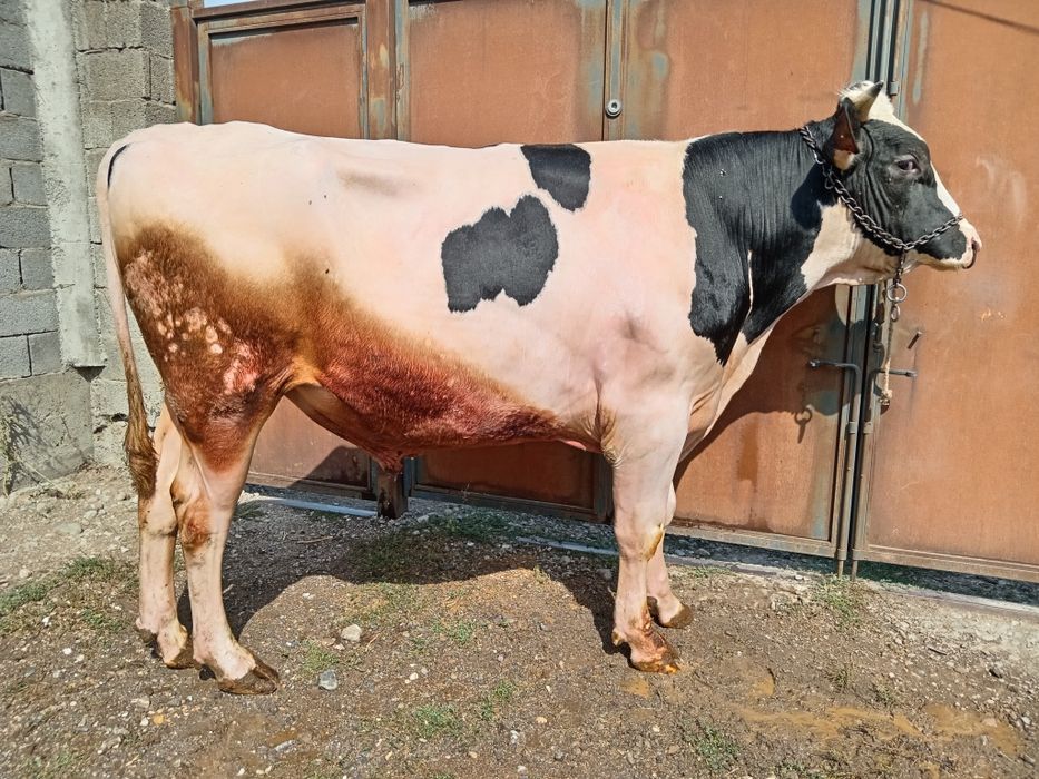 Бұқа бык Голштеин