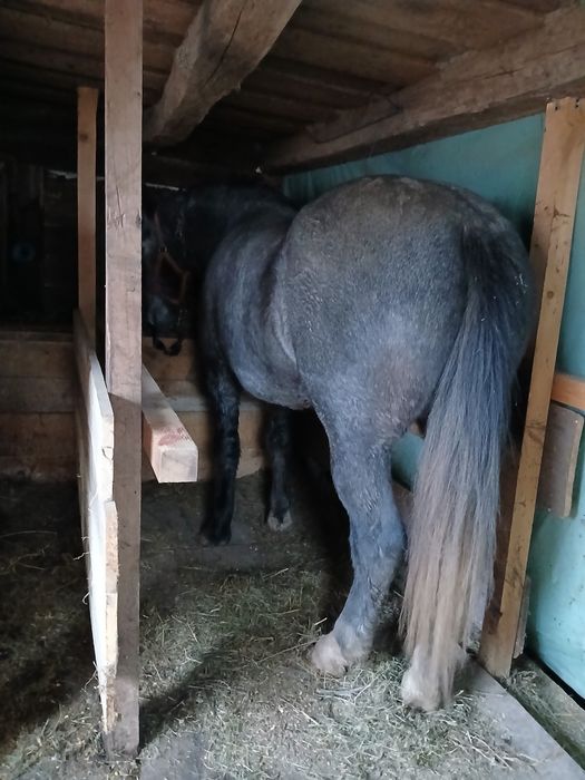 Vând mânza de 3 anii