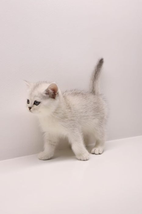 Шиншиллы британские. серебряные.