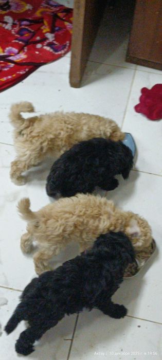 Продаем щенков Той Пуделя