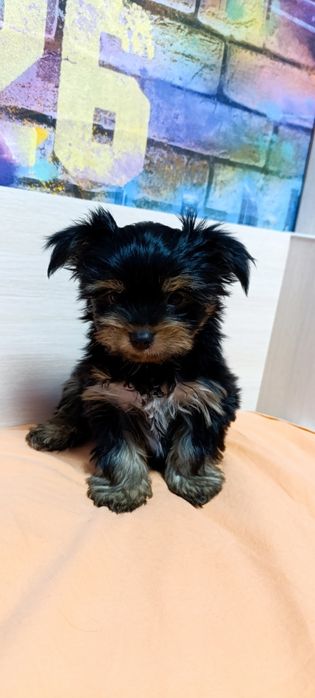 Йоркширский терьер