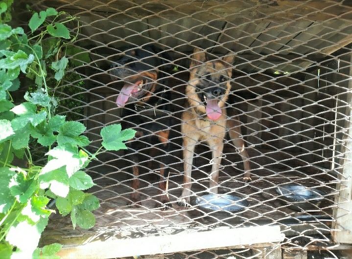 Домашняя передержка