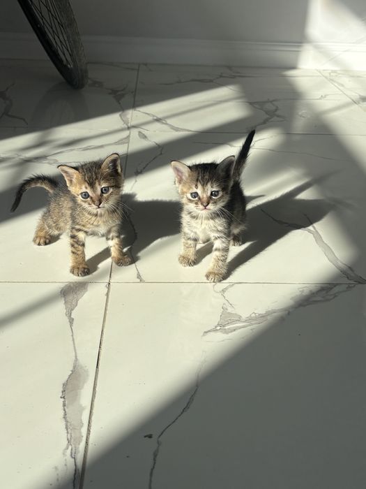 Котята котики марғаулар мысық