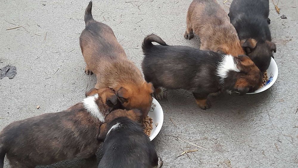 Adoptie 6 pui de caine